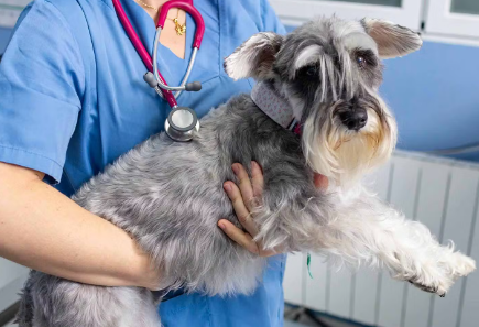 미니어처 슈나우저의 평균 수명은 몇 살인가? _ 병원.