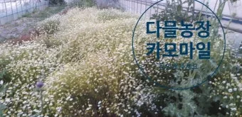 카모마일 재배 직파 심기 연속 개화 수확 건조_6