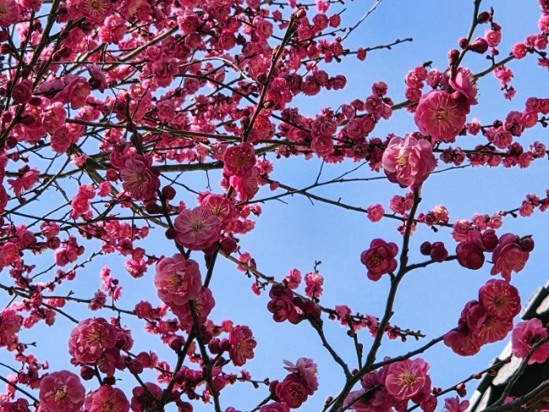 경남 양산 통도사에는 지금 &lsquo;우담바라 꽃이 피었다&rsquo;