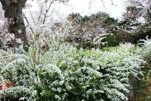 교토 여행 추천 교토 마루야마 공원