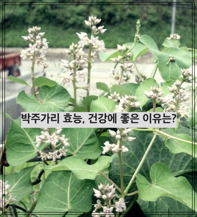 박주가리 효능, 건강에 좋은 이유는?