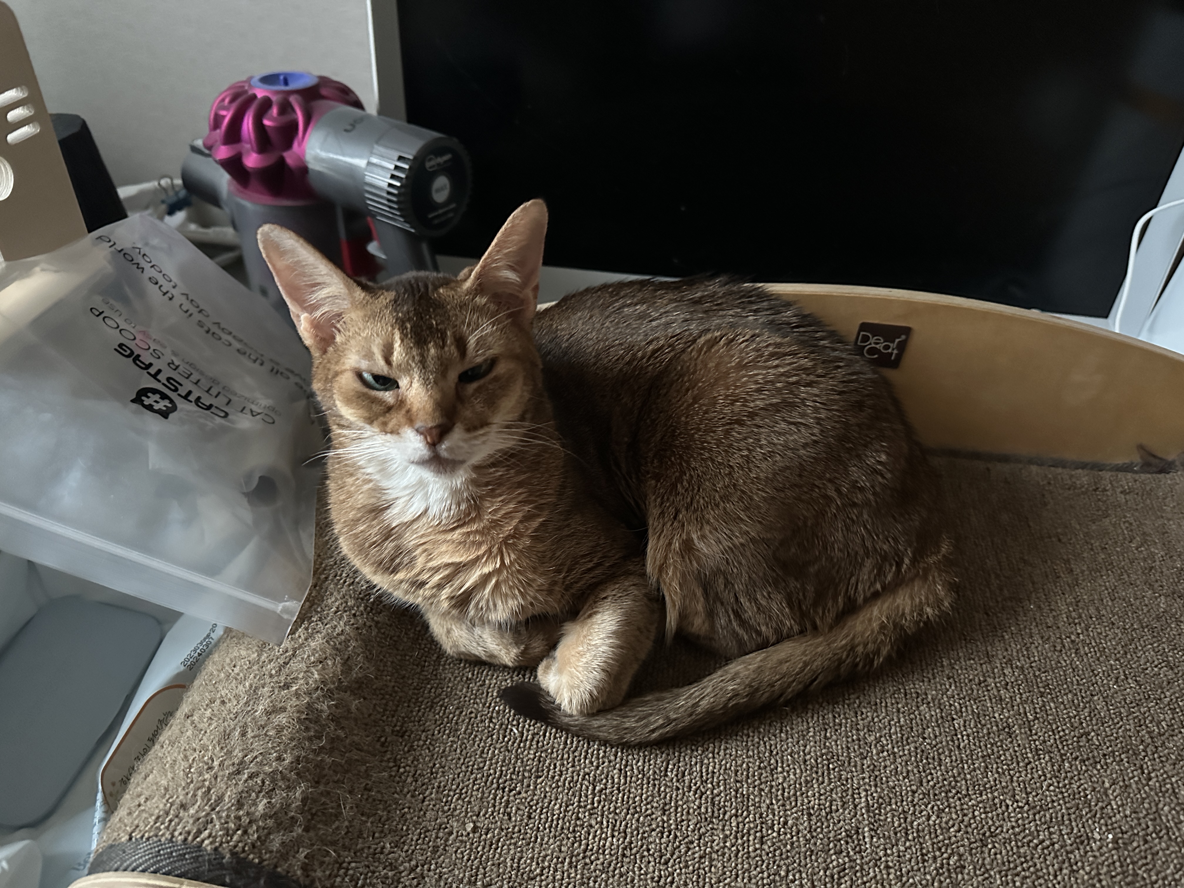 비오는 날 우리집 아홉냥이들은..(feat. 아홉냥이들 자는 모습)