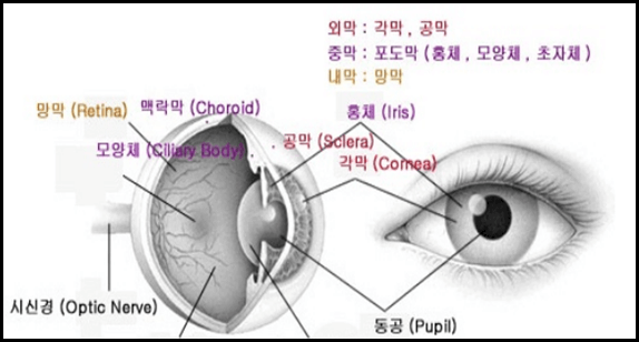 눈의 신호 캐치 루테인 먹는 이유와 복용법 안구 노화 대비