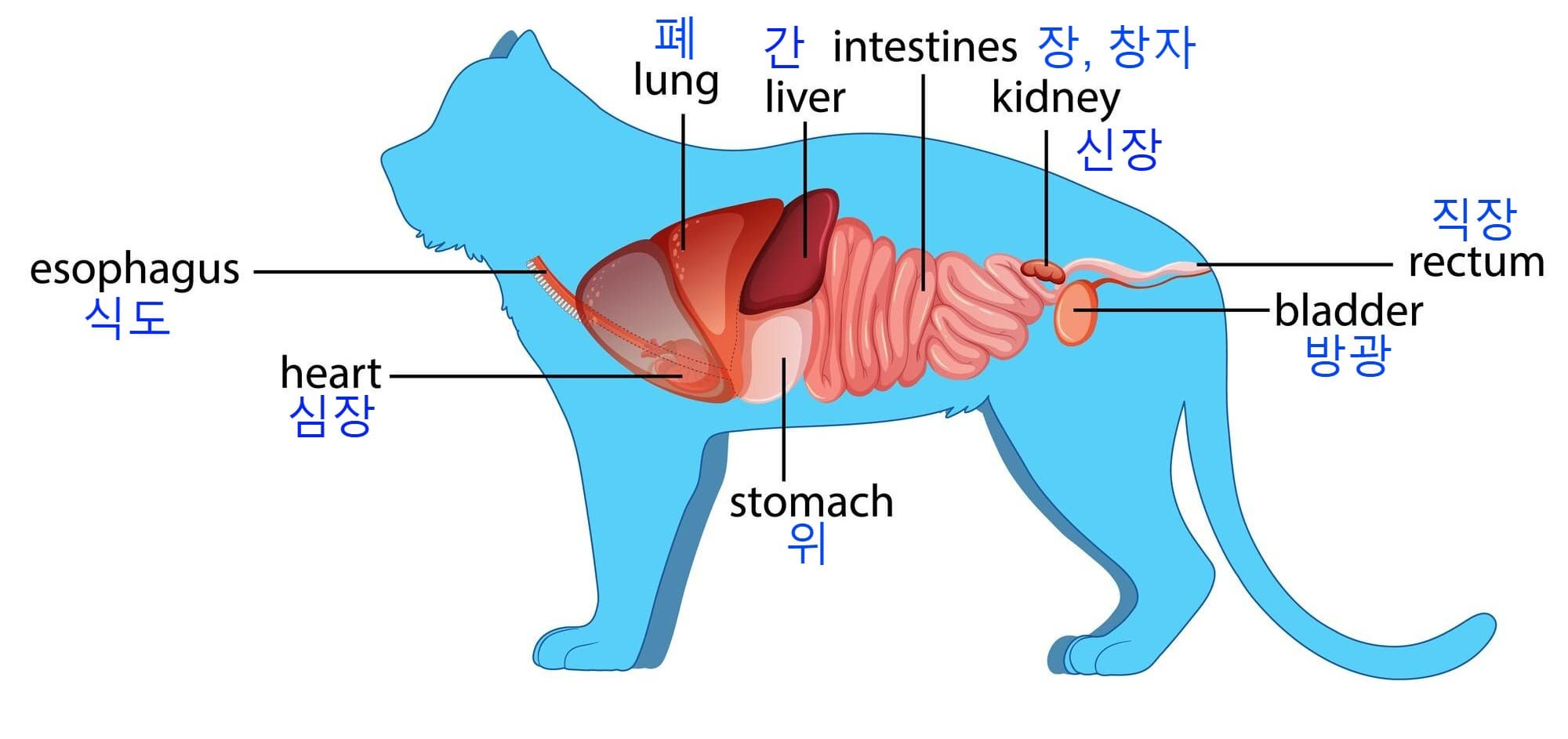 반려동물의 소화 경로