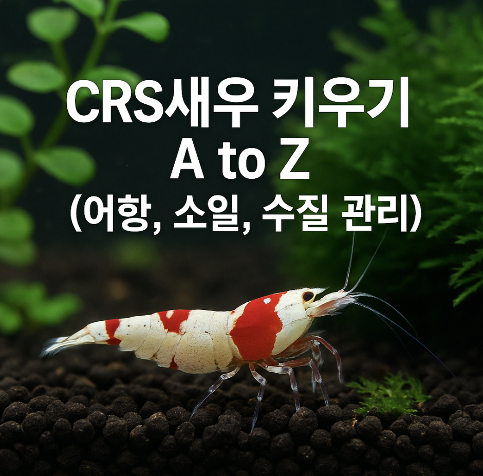 CRS새우 키우기 A to Z (어항, 소일, 수질 관리)
