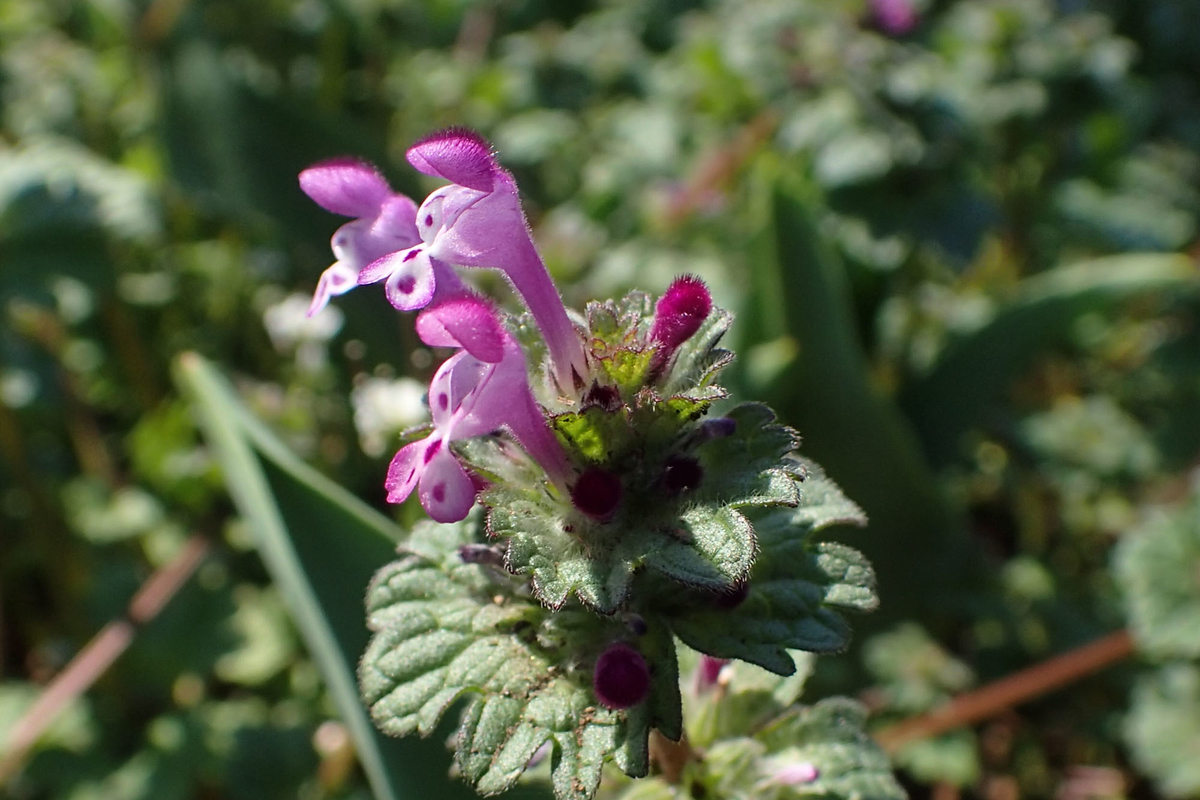 광대나물 효능, 꽃말, 접골초, 목걸레나물 먹는법