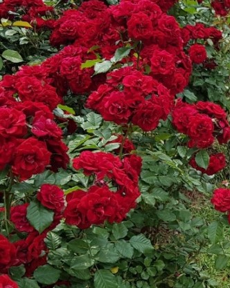 석모도 자연휴양림 숲나들e 국내 여행지 추천 관련 사진