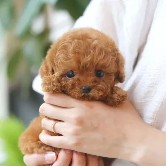 푸들 종류 토이푸들 실버투들 분양 가격 성격_16