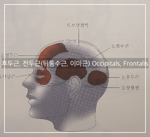 후두근, 전두근(뒤통수근, 이마근) Occipitals, Frontalis