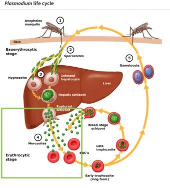말라리아 전국 13개 무료 검역소 확인하기 증상 예방접종