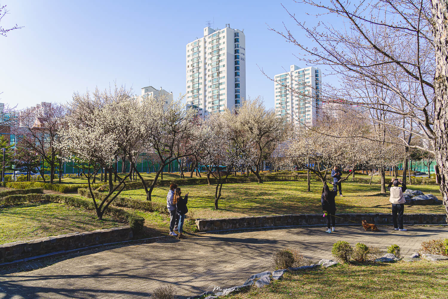 중앙공원 애견운동장