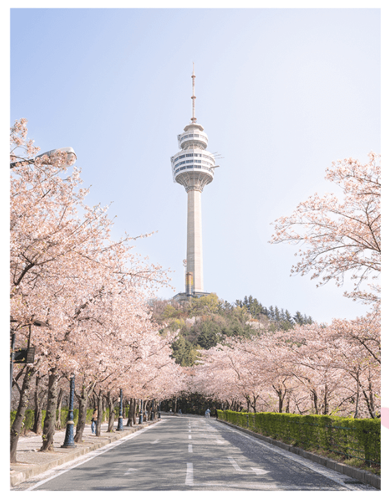 대구 이월드 벚꽃 축제