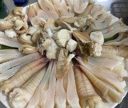코끼리조개