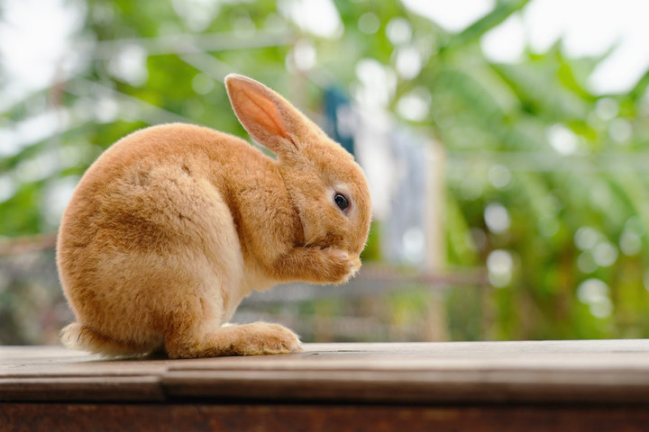 2025년 을사년 토끼띠 신년 운세