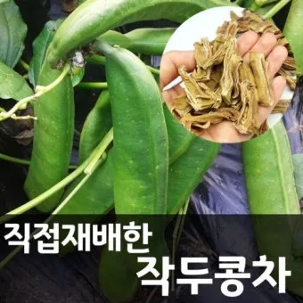 작두콩 재배 지지대 설치 덩굴 유인 건조 보관_15