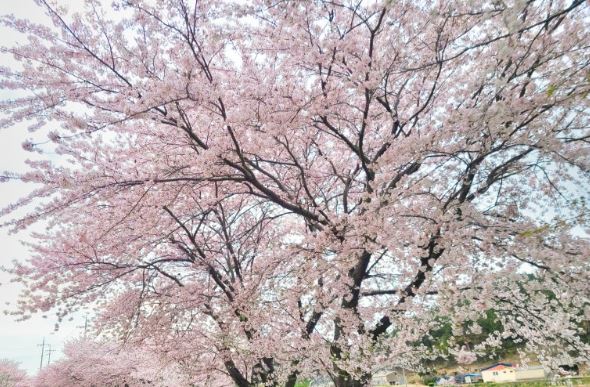 이천 벚꽃