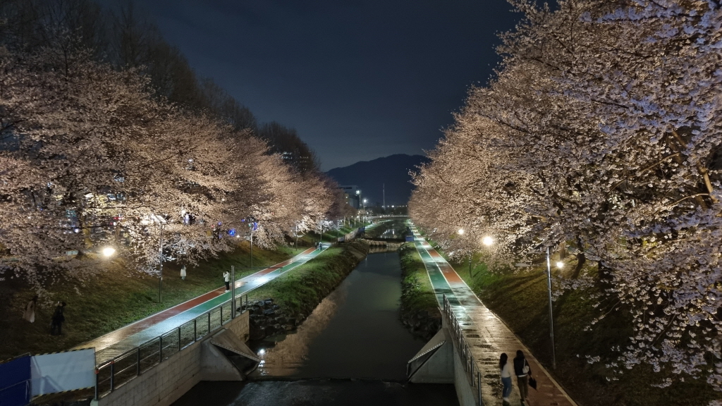 양재천벚꽃축제