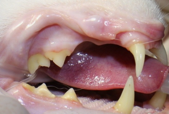 고양이 치아 스케일링