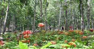 거창 산양삼축제와 함께하는 거창한 전국 가요제