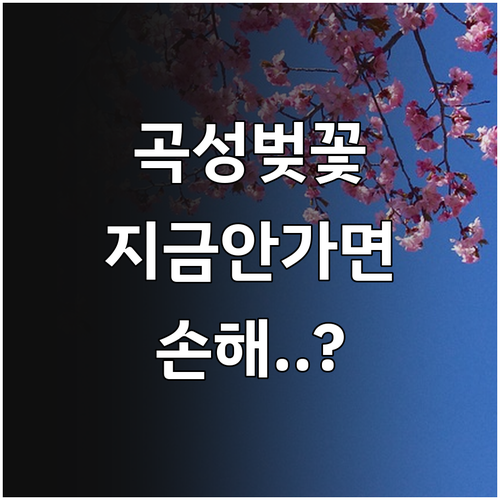 곡성 섬진강 벚꽃 명소 추천과 방문 ..