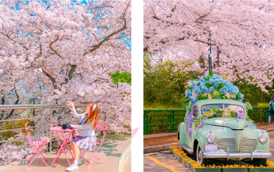 이월드 블라썸 피크닉 벚꽃로드