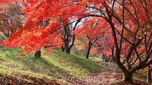 충청도 가을 단풍 명소