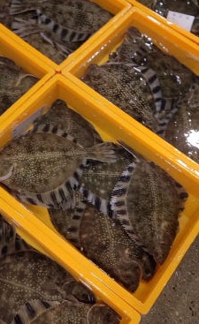 생방송투데이 오늘도 달린다 청년 사장 달려야 산다 노량진 도시어부 피쉬서핑