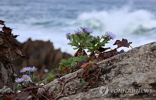 바위에서 꽃 피운 해국의 생명력