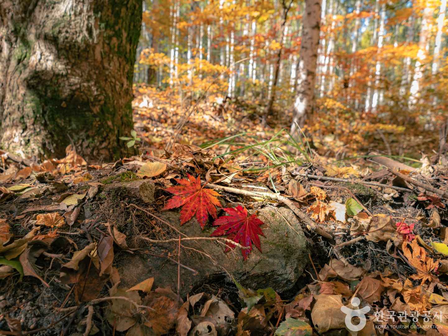원대리 자작나무 숲