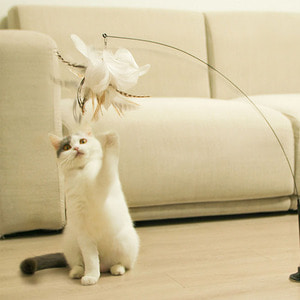 고양이와 놀면서 다이어트