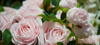 국내 장미 축제 명소 베스트 8 관련 사진