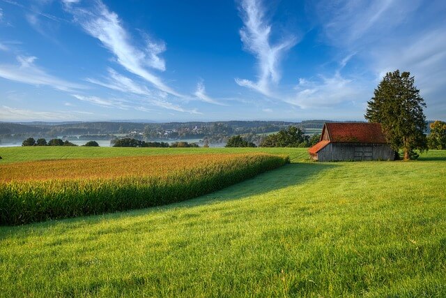 고창 청보리밭축제 2025! 개막일정부터 주차·입장료·포토존까지 총정리