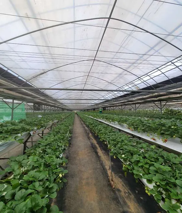 따요딸기감귤농장