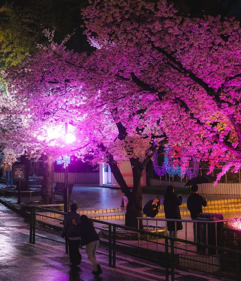 대구 이월드 자유이용권 할인