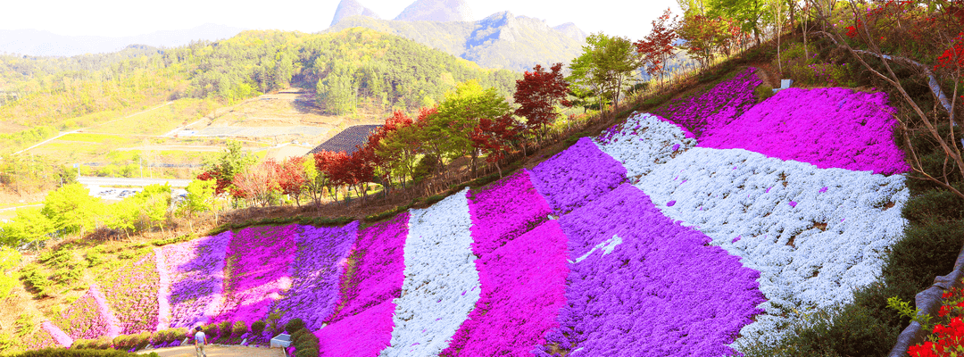 진안 꽃잔디동산
