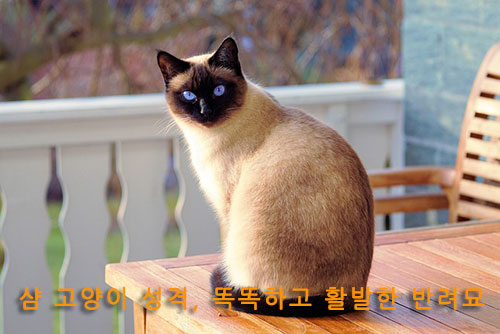 샴 고양이 성격, 똑똑하고 활발한 반려묘