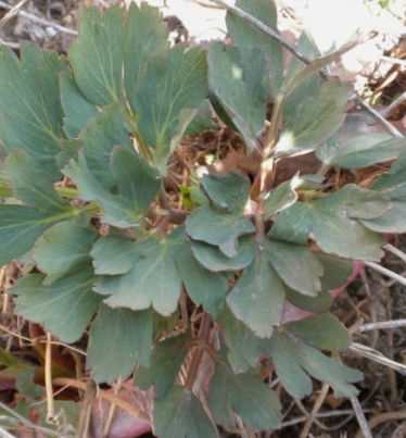 방풍나물 효능 부작용 요리 고르는법 칼로리