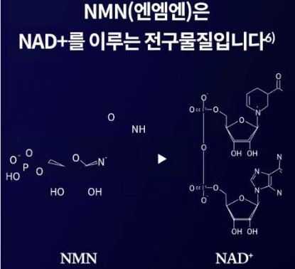 NMN-효능