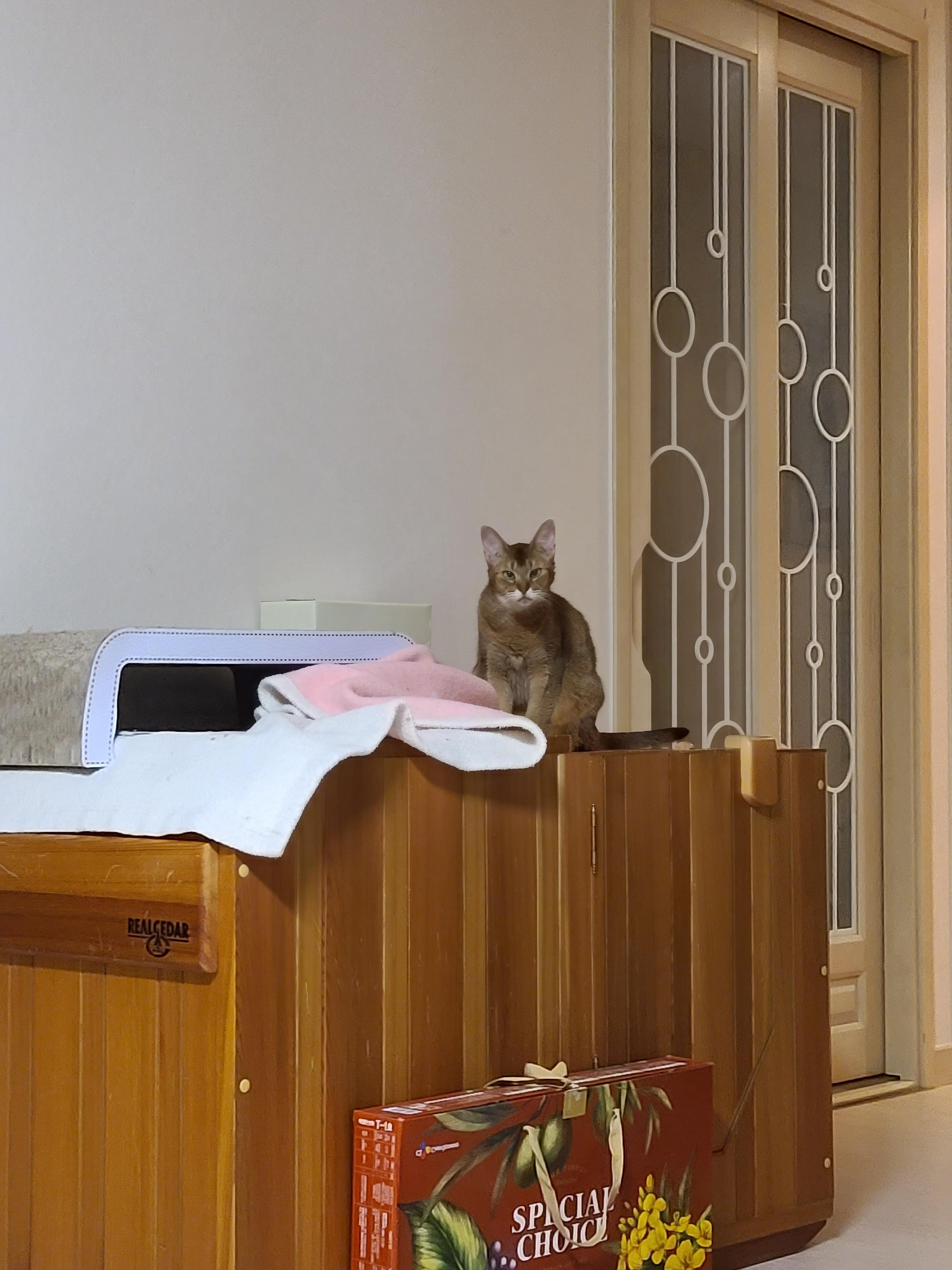 우리집엔 비싼 고양이들 숨숨집이 있다. 건식반신욕기 숨숨집.