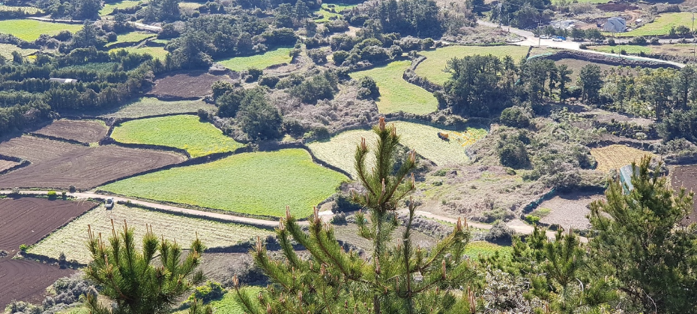 오름에서 본 "라떼" 같은 농장