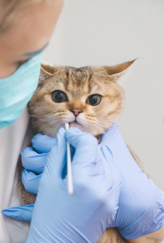 고양이-건강체크