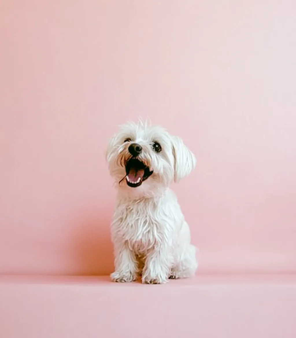 말티즈에게 언제, 무엇을 먹일까? 올바른 사료 추천과 급여 꿀팁!