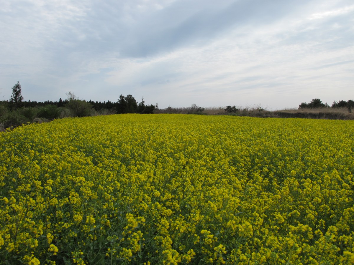 jeju9_사진 392