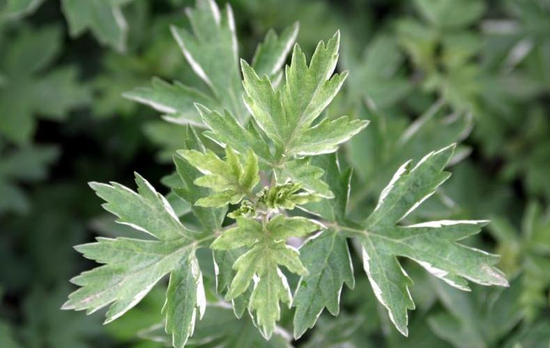 사자쑥, 날카로운잎, 푸른잎