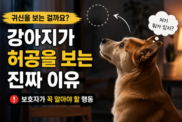 강아지가 허공을 바라보는 이유를 설명하는 이미지
