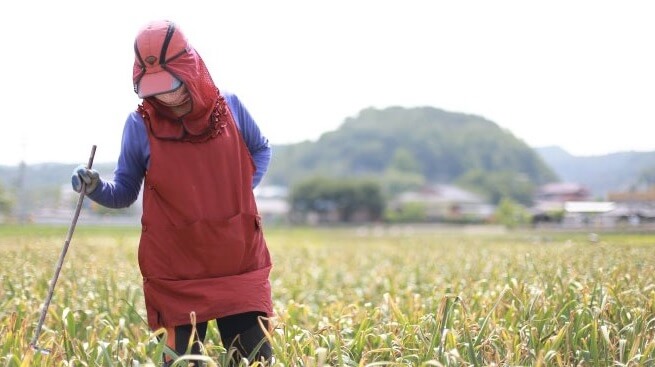 오늘N 2508회 가족이 뭐길래 경북 의성 토종마늘 농가 한톨 (의성한지형마늘, 깐마늘, 마늘쫑, 의성사과 주문방법)