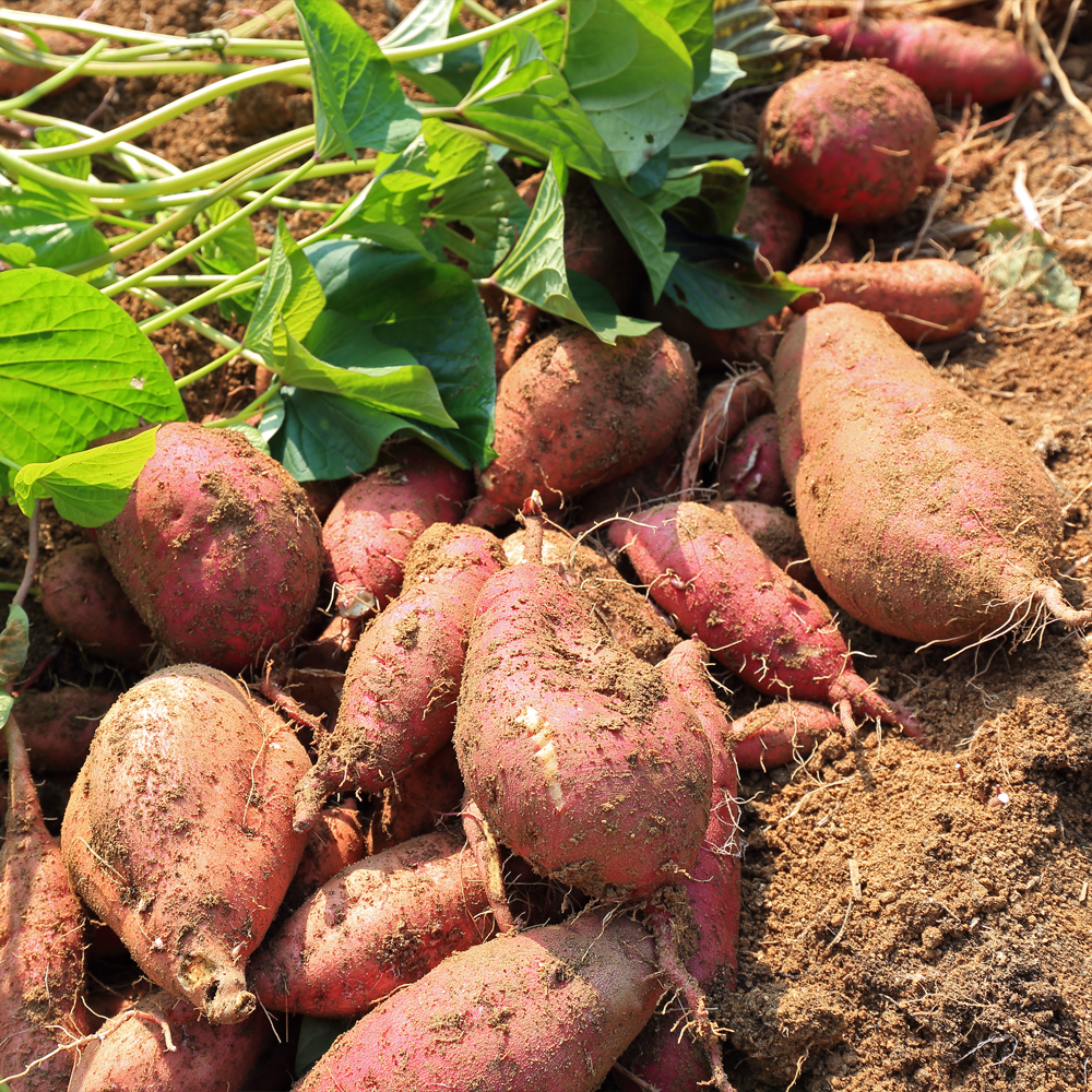 2025 청원생명축제&amp;#44; 가족 농촌체험