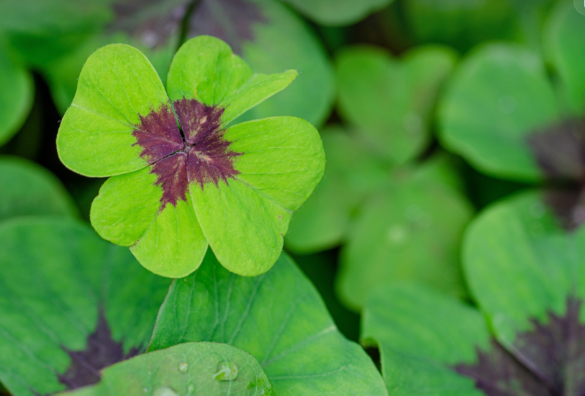 네잎클로바를 찾았습니다.