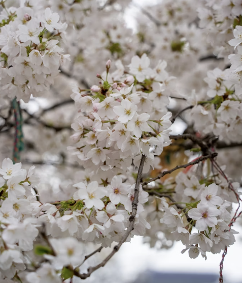 2026 벚꽃 개화시기 및 일정