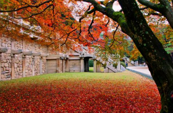 경주 불국사 단풍